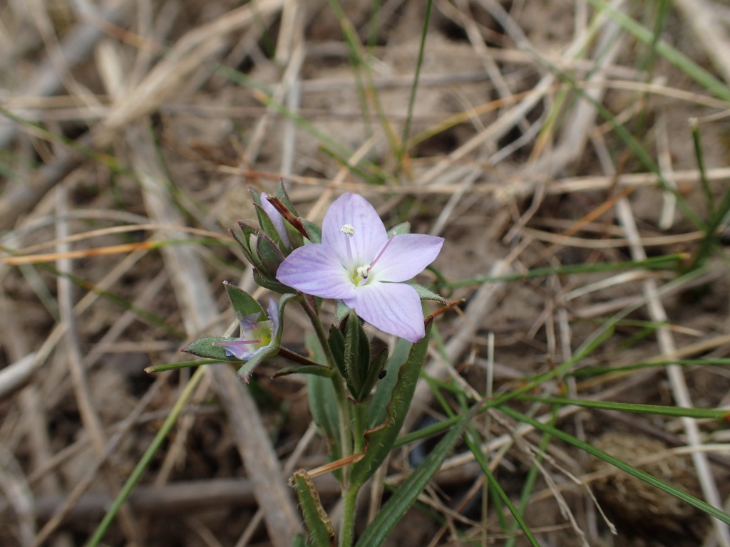 Veronica gracilis (hero image)