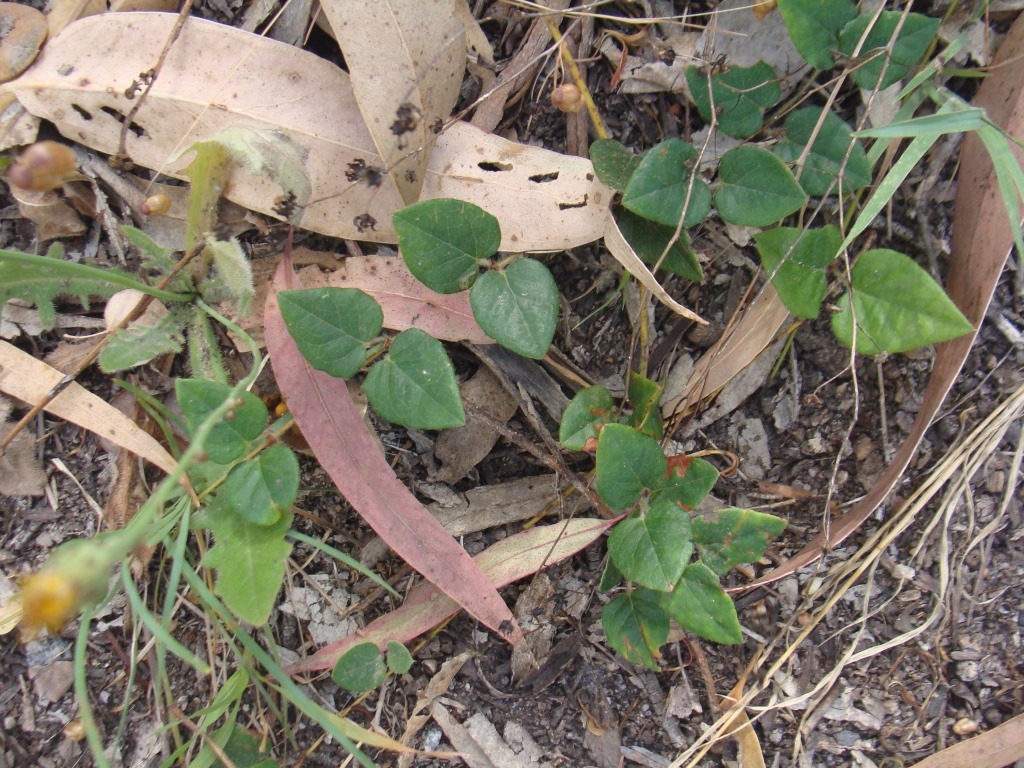 Platylobium infecundum (hero image)