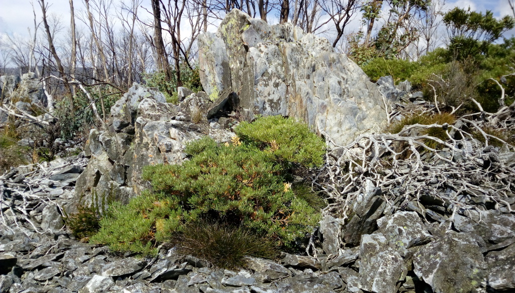 Banksia canei (hero image)