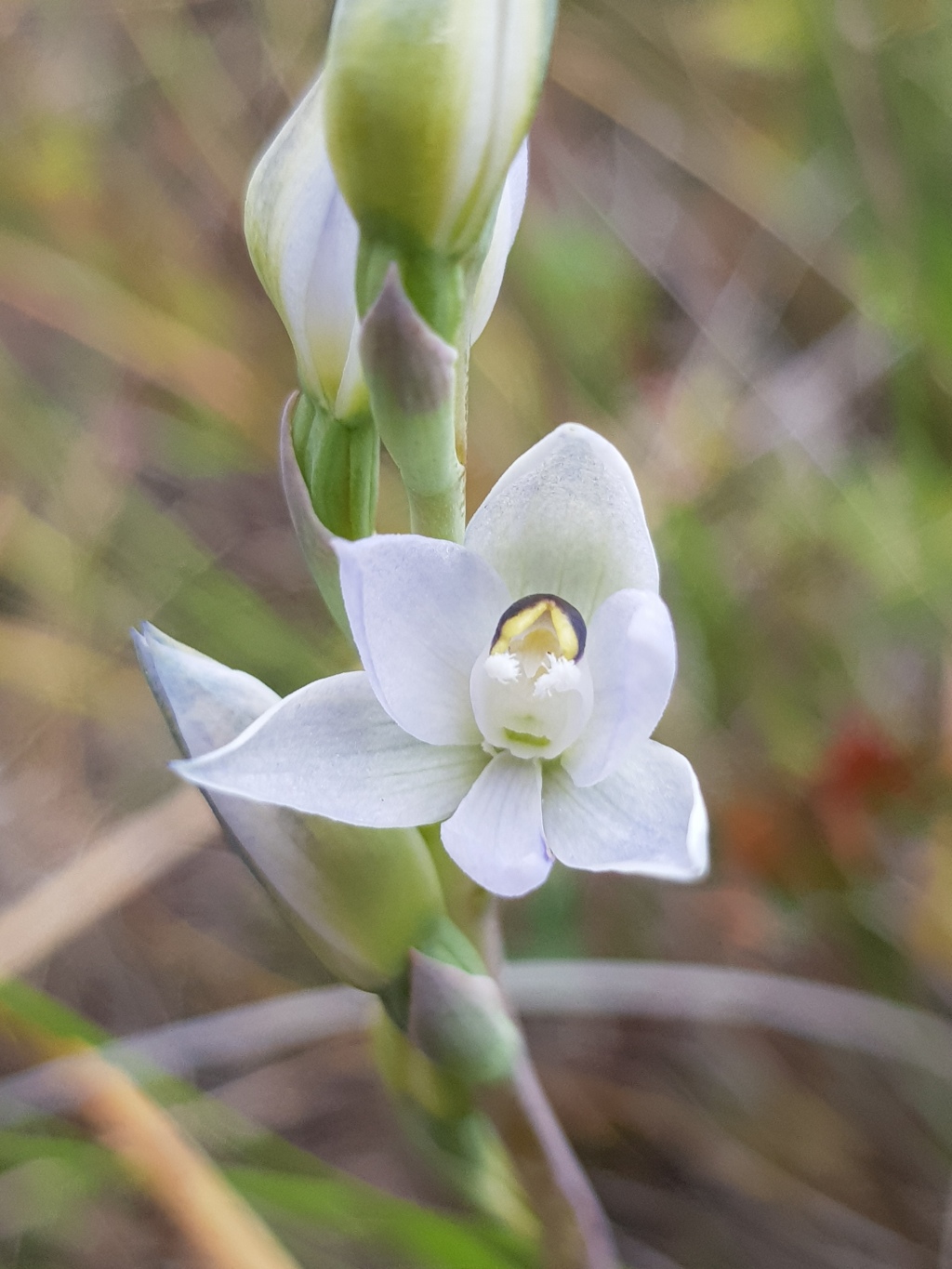 Thelymitra pallidiflora (hero image)