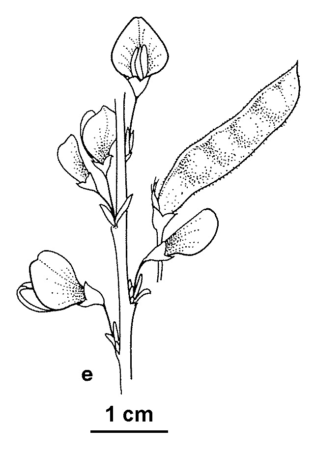 Cytisus multiflorus (hero image)