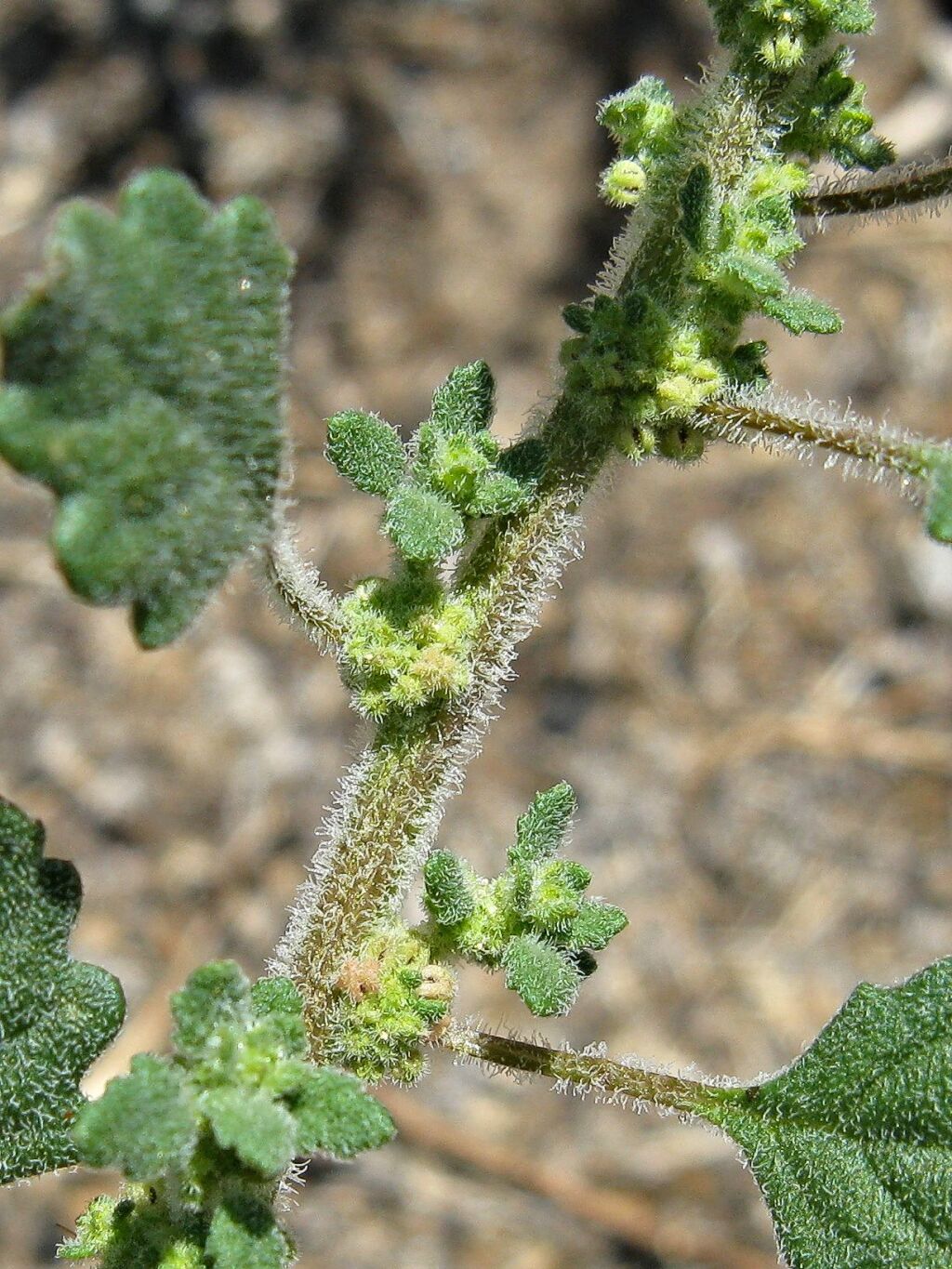 Chenopodiaceae (hero image)