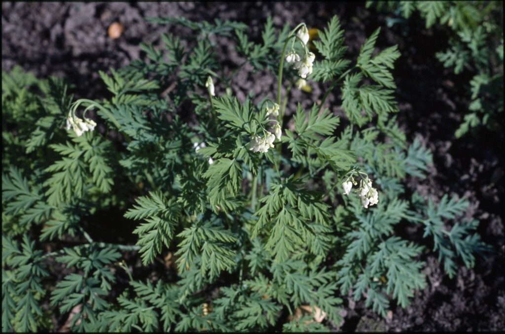 Dicentra (hero image)