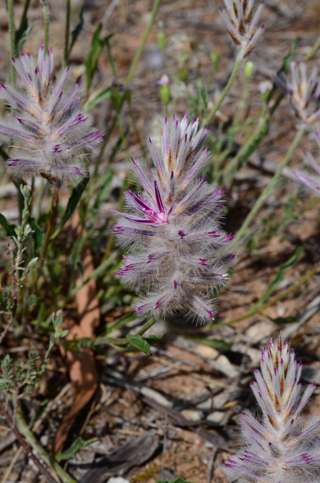 Ptilotus semilanatus (hero image)