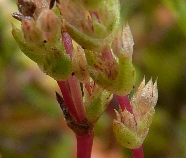 Crassula sieberiana (hero image)