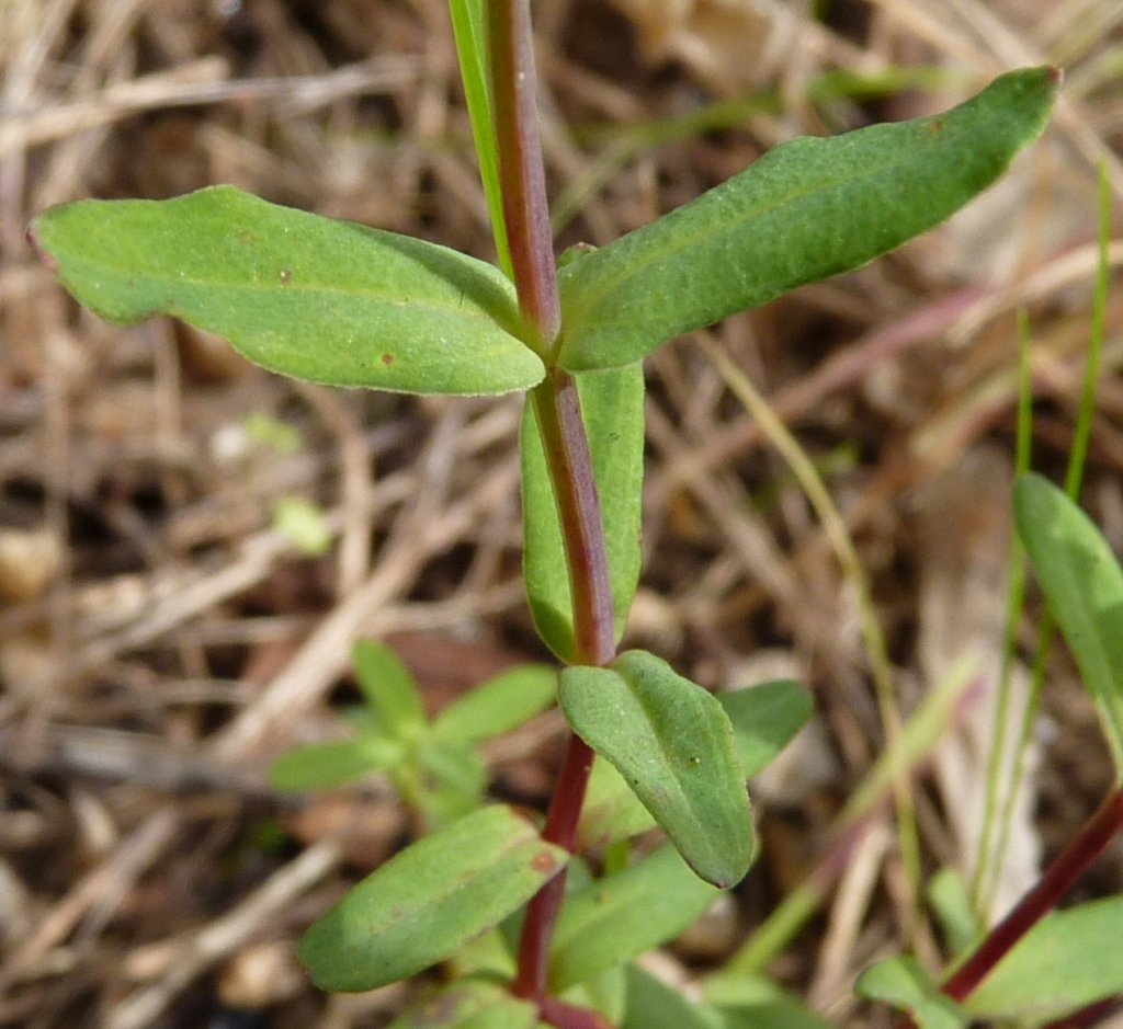 Hypericum gramineum (hero image)
