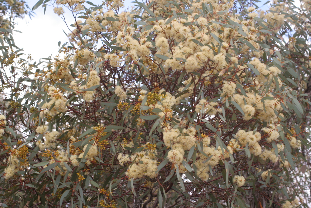 Eucalyptus socialis subsp. socialis (hero image)