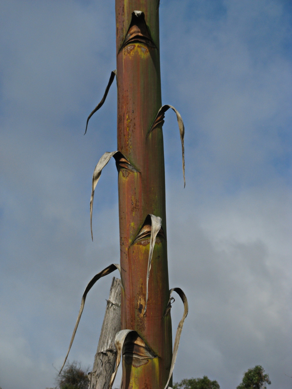 Agave americana (hero image)