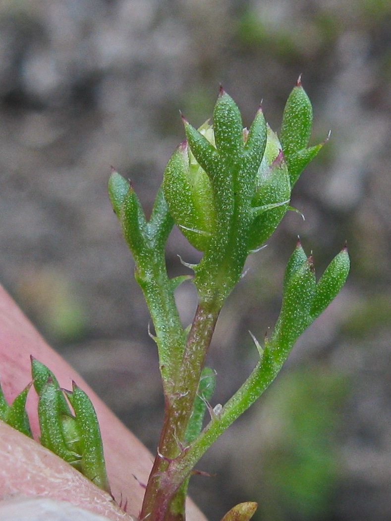 Brachyscome perpusilla (hero image)