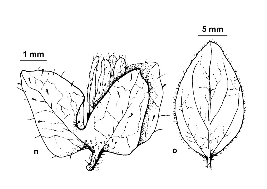 Parietaria australis (hero image)