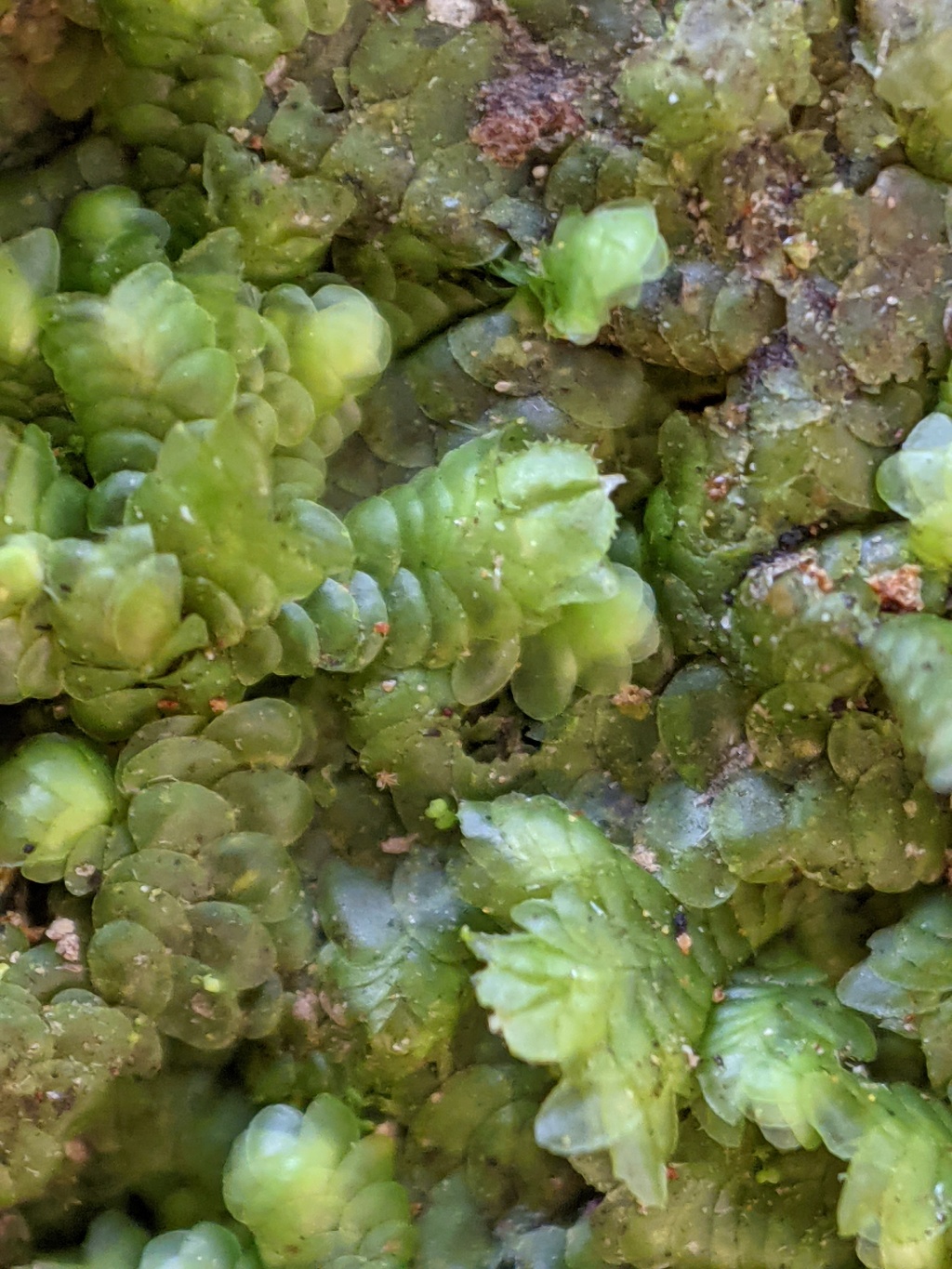 Frullania spinigastria (hero image)