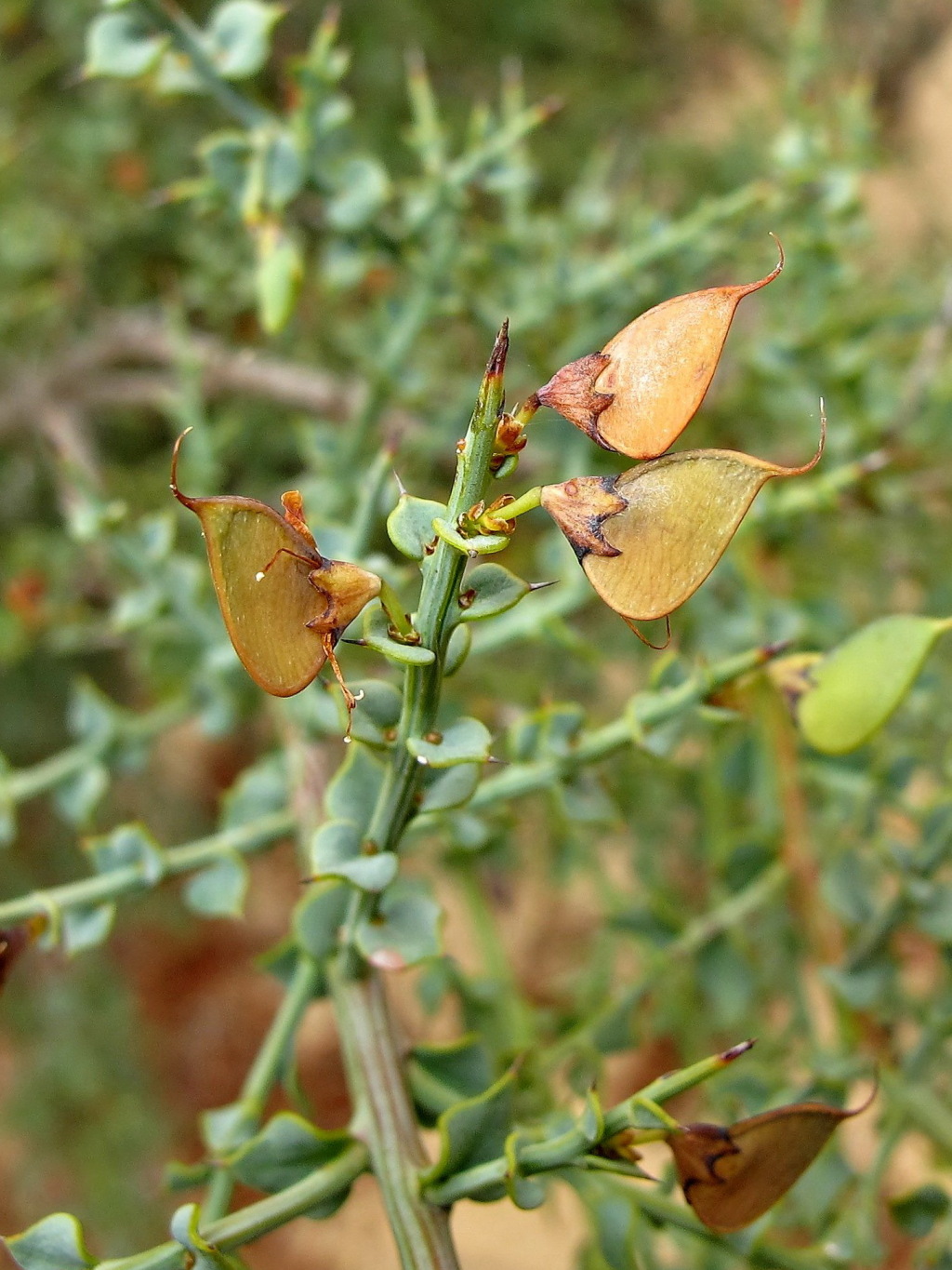 Daviesia arenaria (hero image)