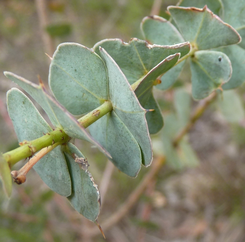 Pultenaea spinosa (hero image)