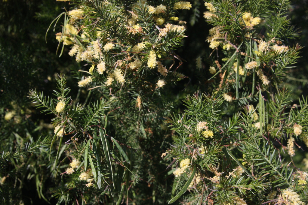 Acacia verticillata subsp. verticillata (hero image)