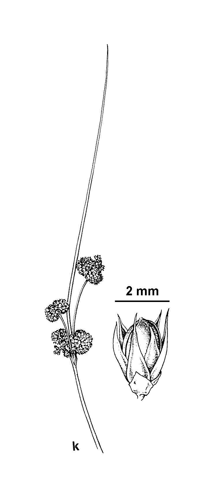 Juncus australis (hero image)