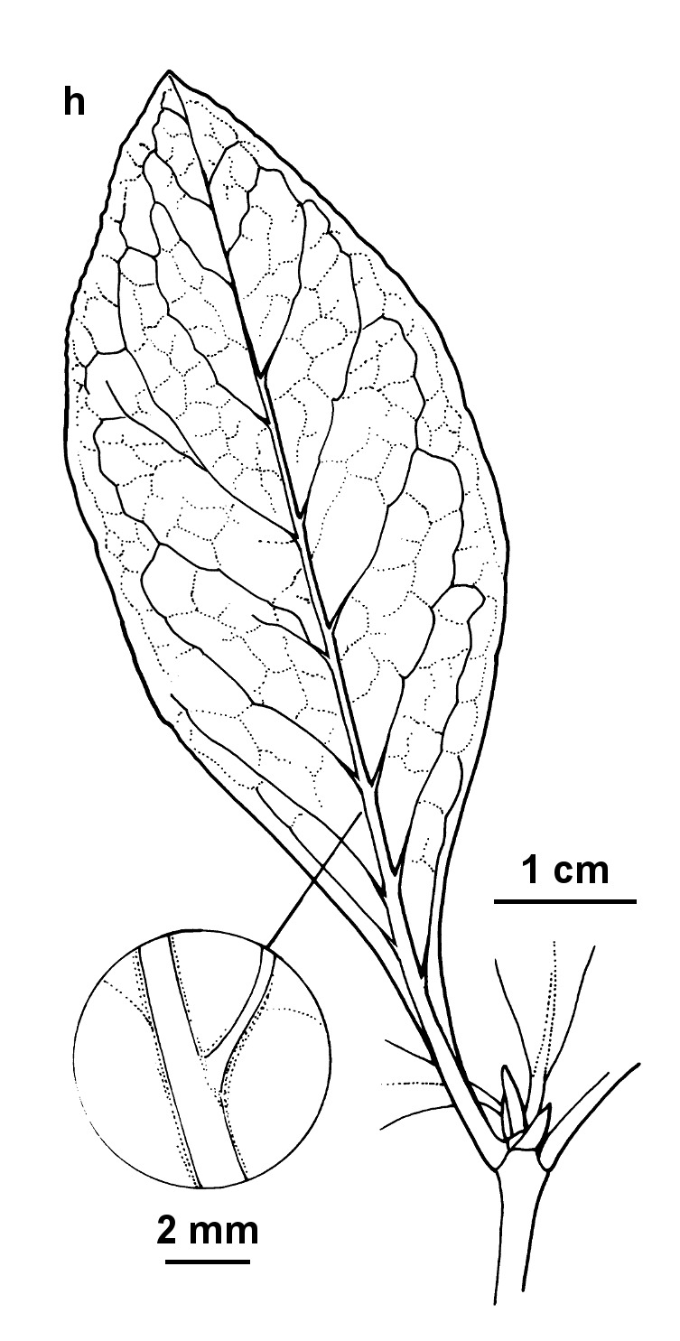 Coprosma robusta (hero image)