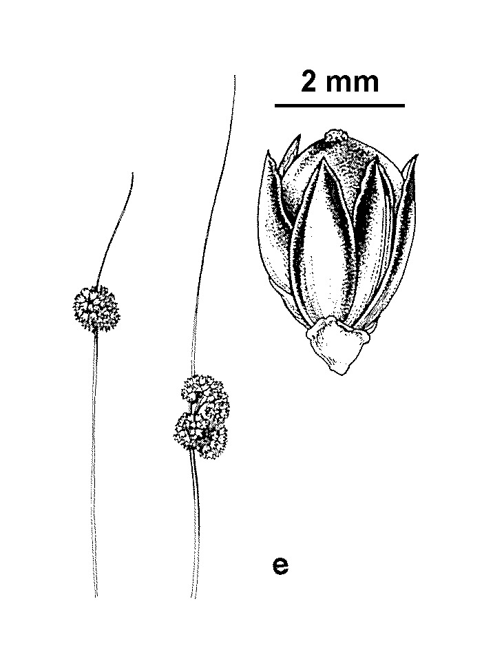 Juncus filicaulis (hero image)