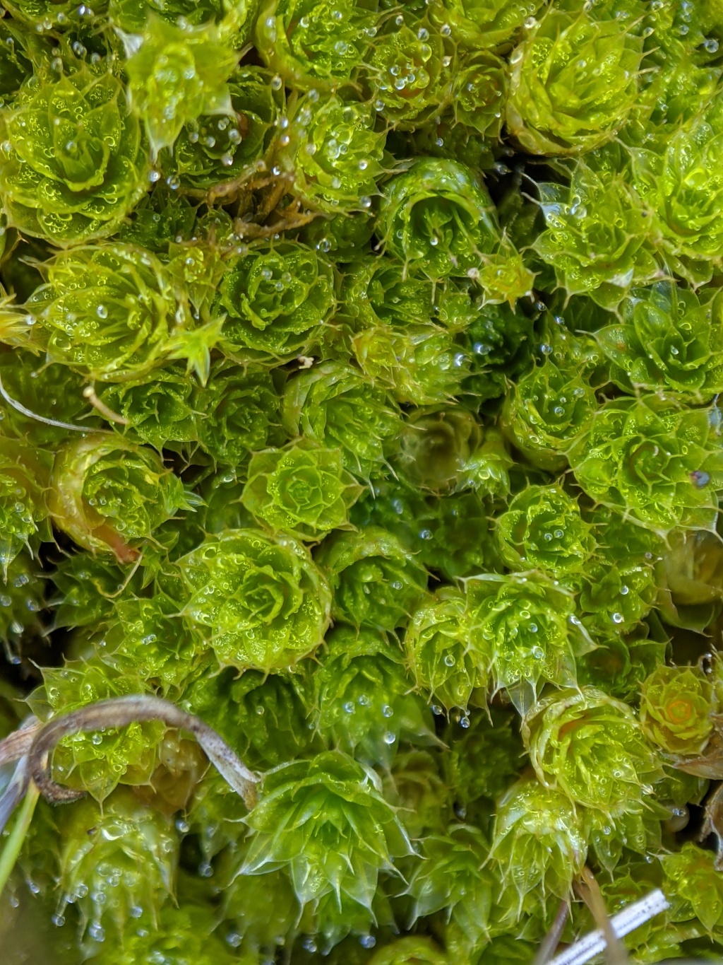 Rosulabryum campylothecium (hero image)