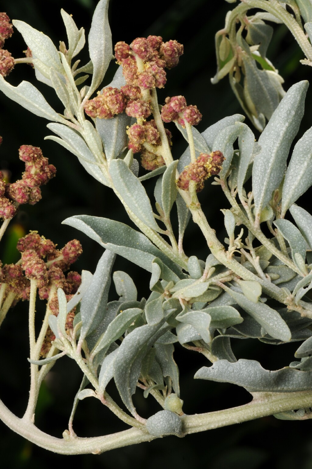 Atriplex (hero image)