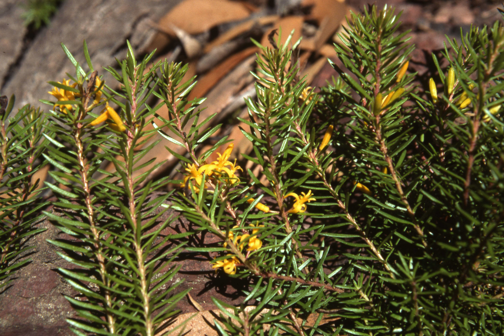 Persoonia chamaepeuce (hero image)