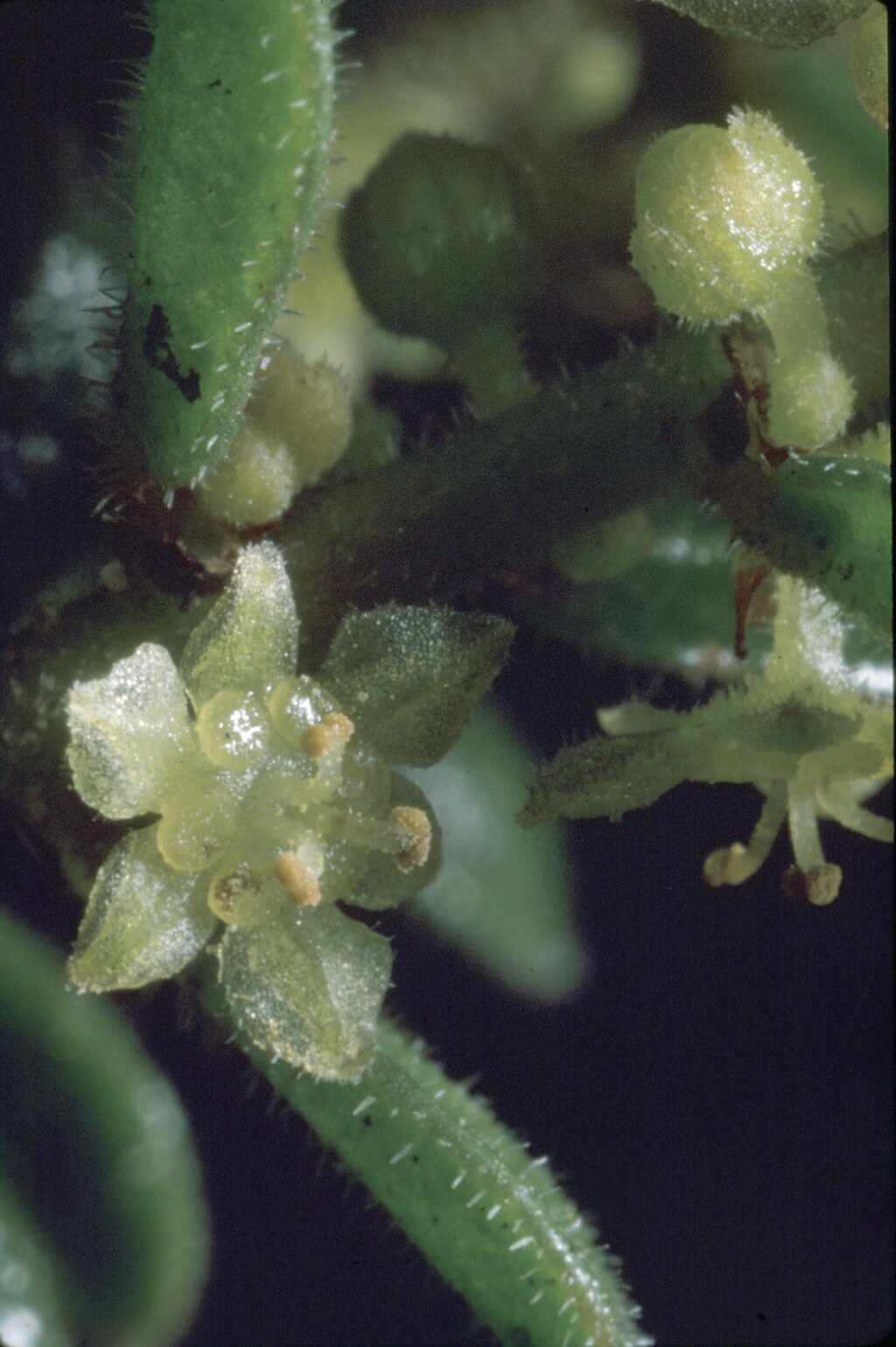 Phyllanthus hirtellus (hero image)