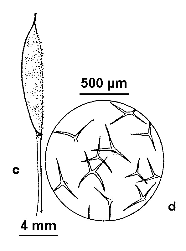 Erysimum (hero image)