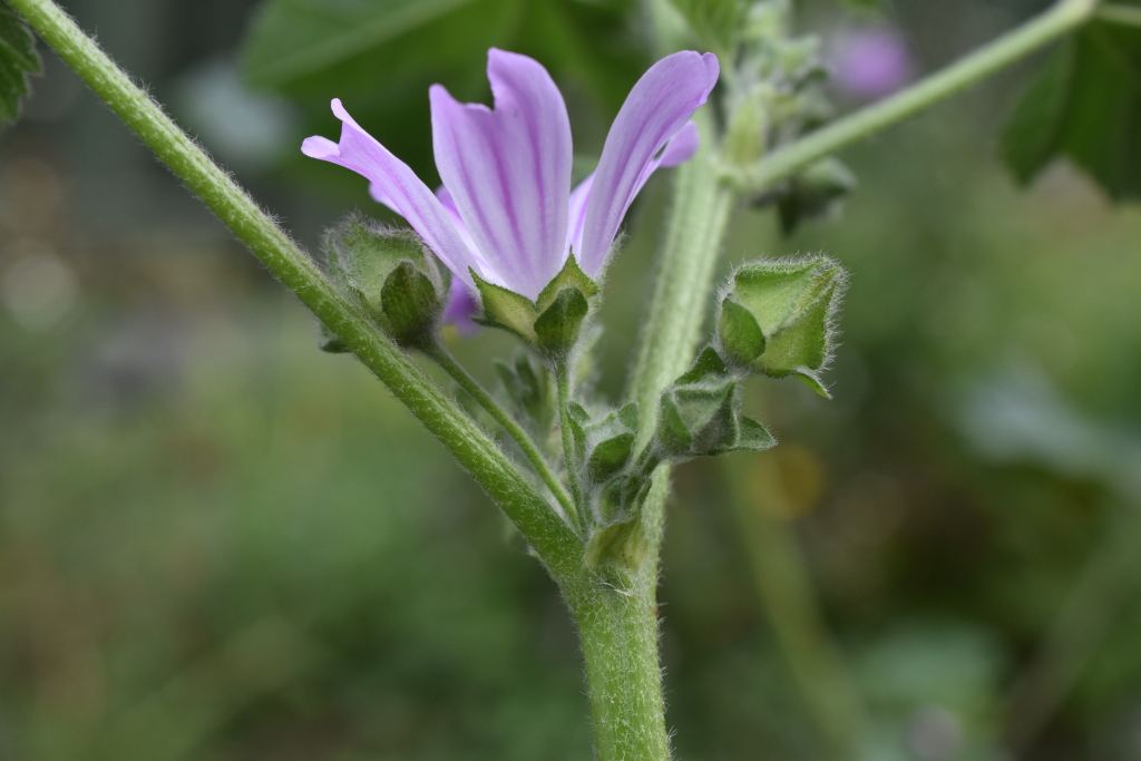 Malva pseudolavatera (hero image)