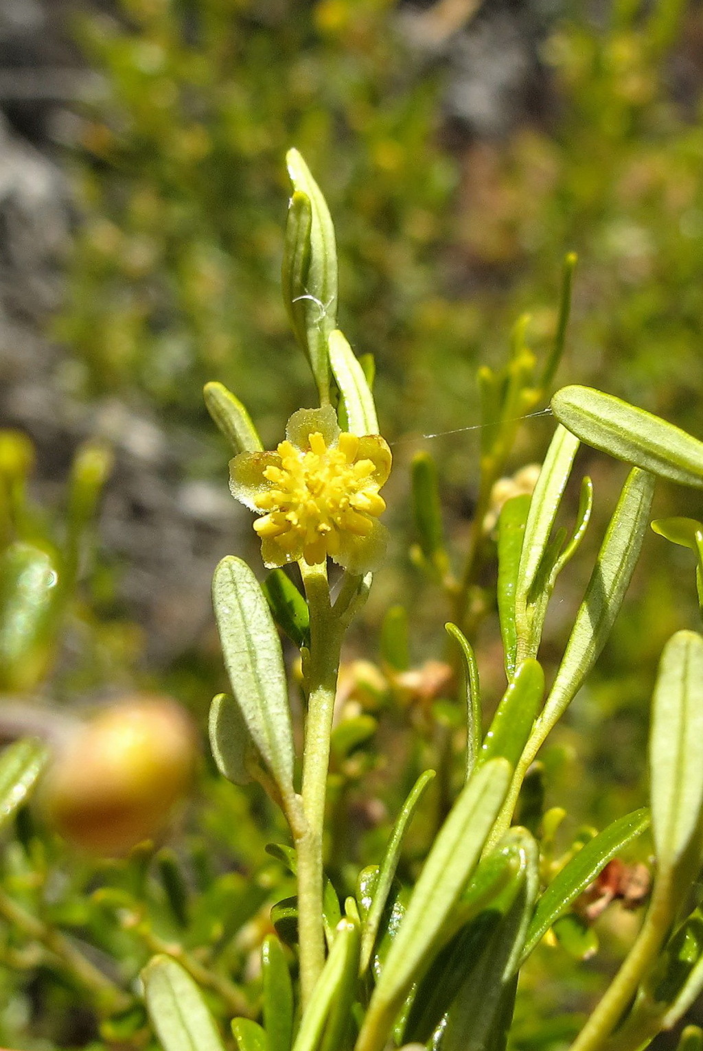 Beyeria opaca (hero image)