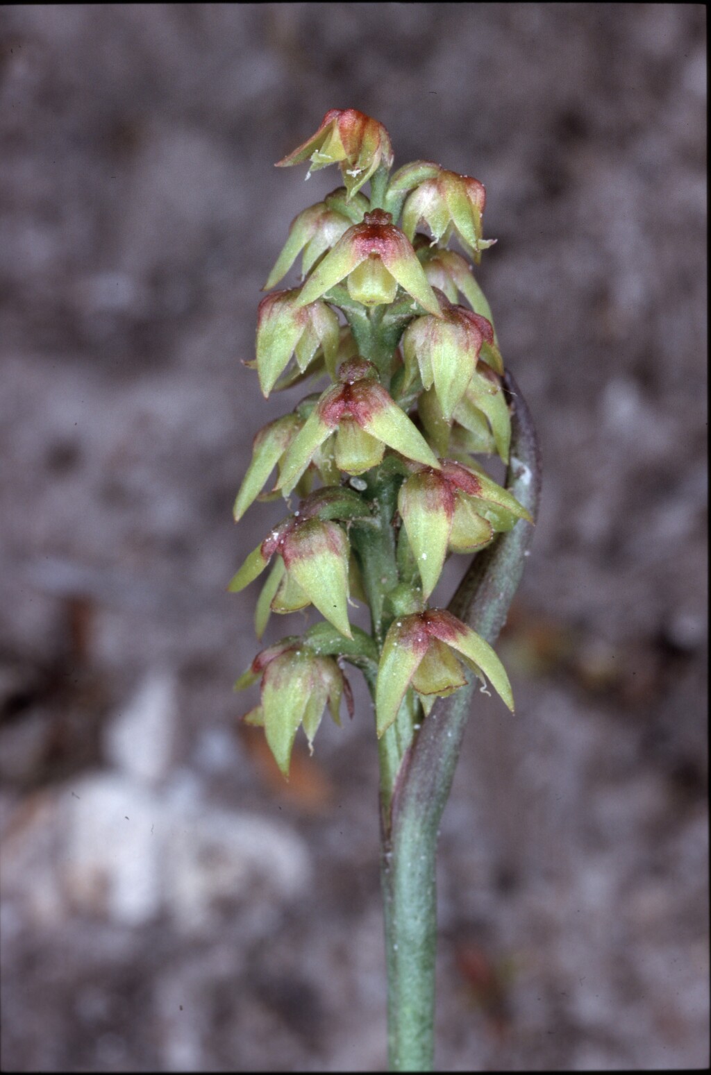 Corunastylis pumila (hero image)