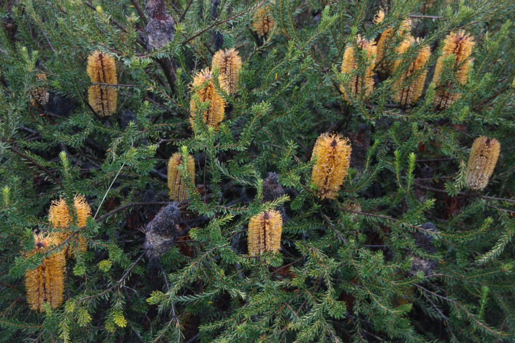 Banksia ericifolia subsp. ericifolia (hero image)