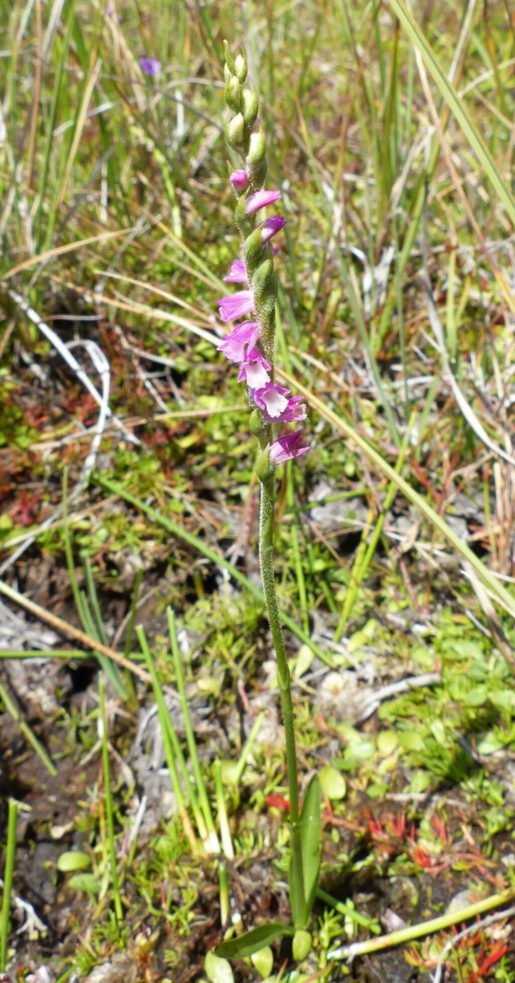 Spiranthes australis (hero image)