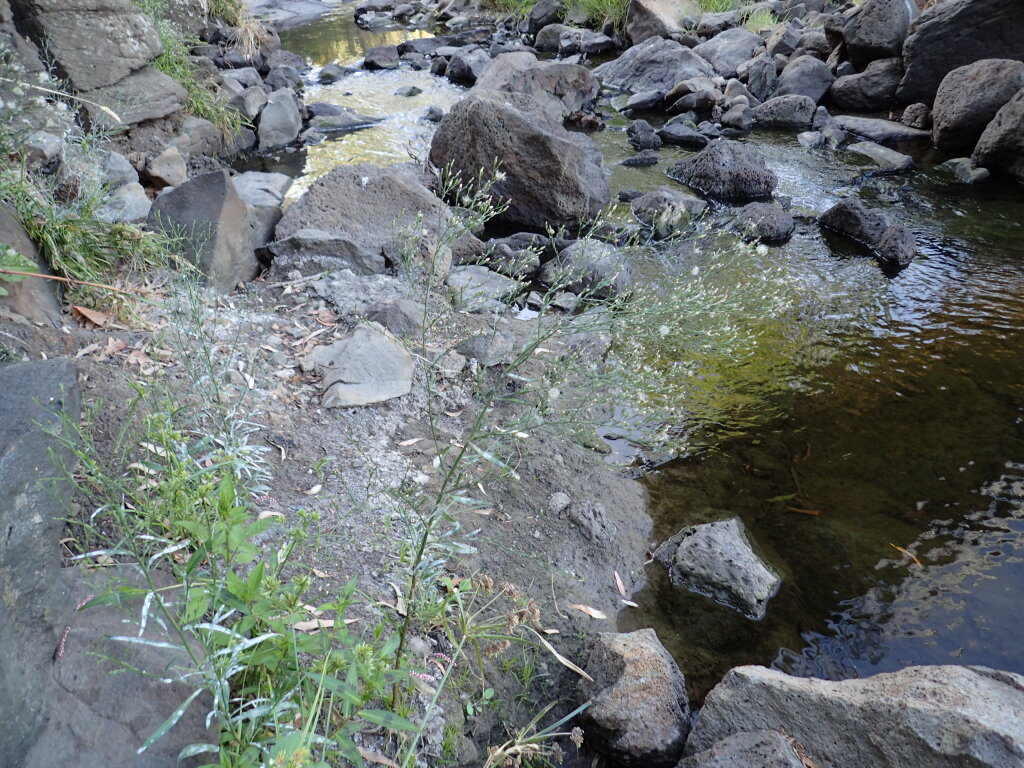 Symphyotrichum subulatum (hero image)