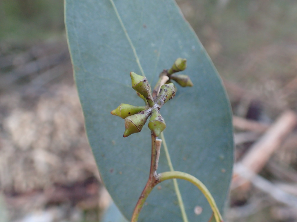 Eucalyptus ovata subsp. ovata (hero image)