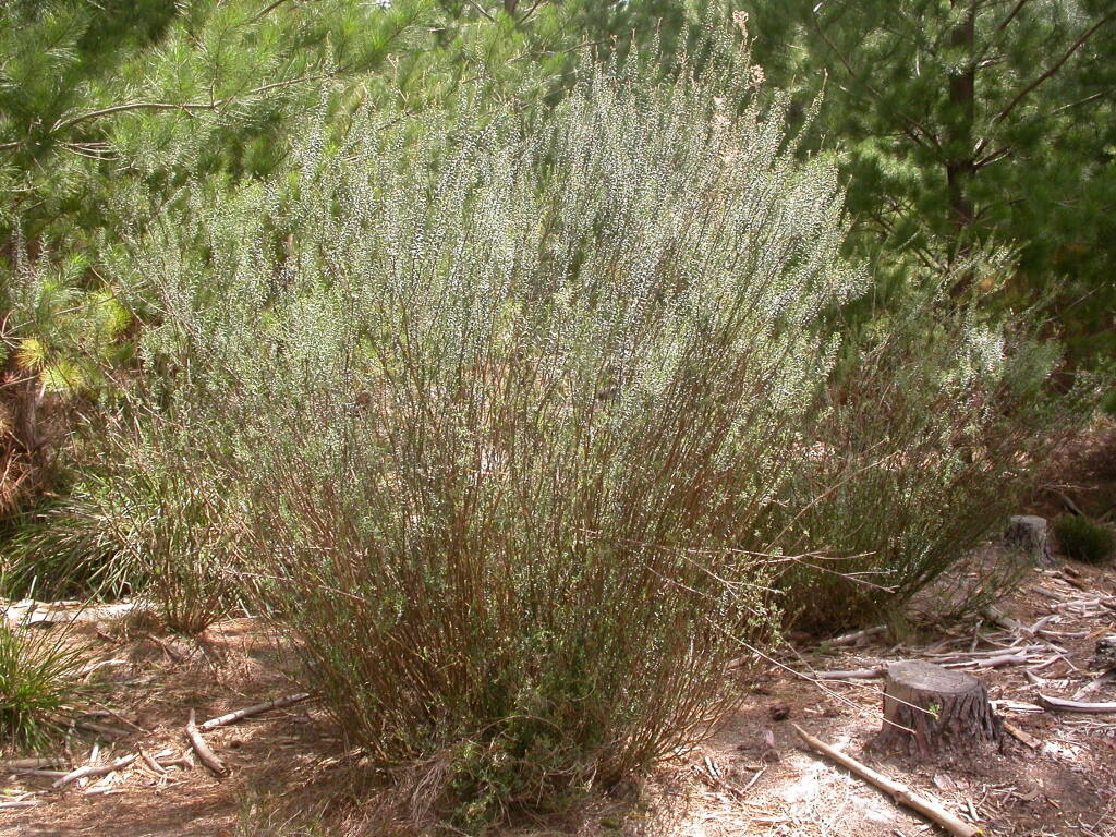 Astrotricha parvifolia subsp. 1 (hero image)