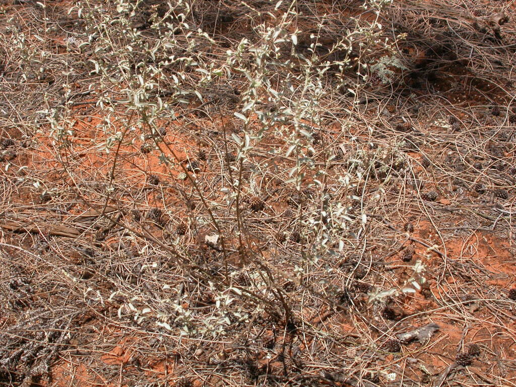 Atriplex stipitata subsp. miscella (hero image)