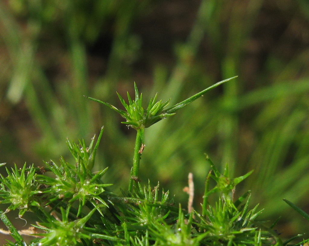 Isolepis hystrix (hero image)