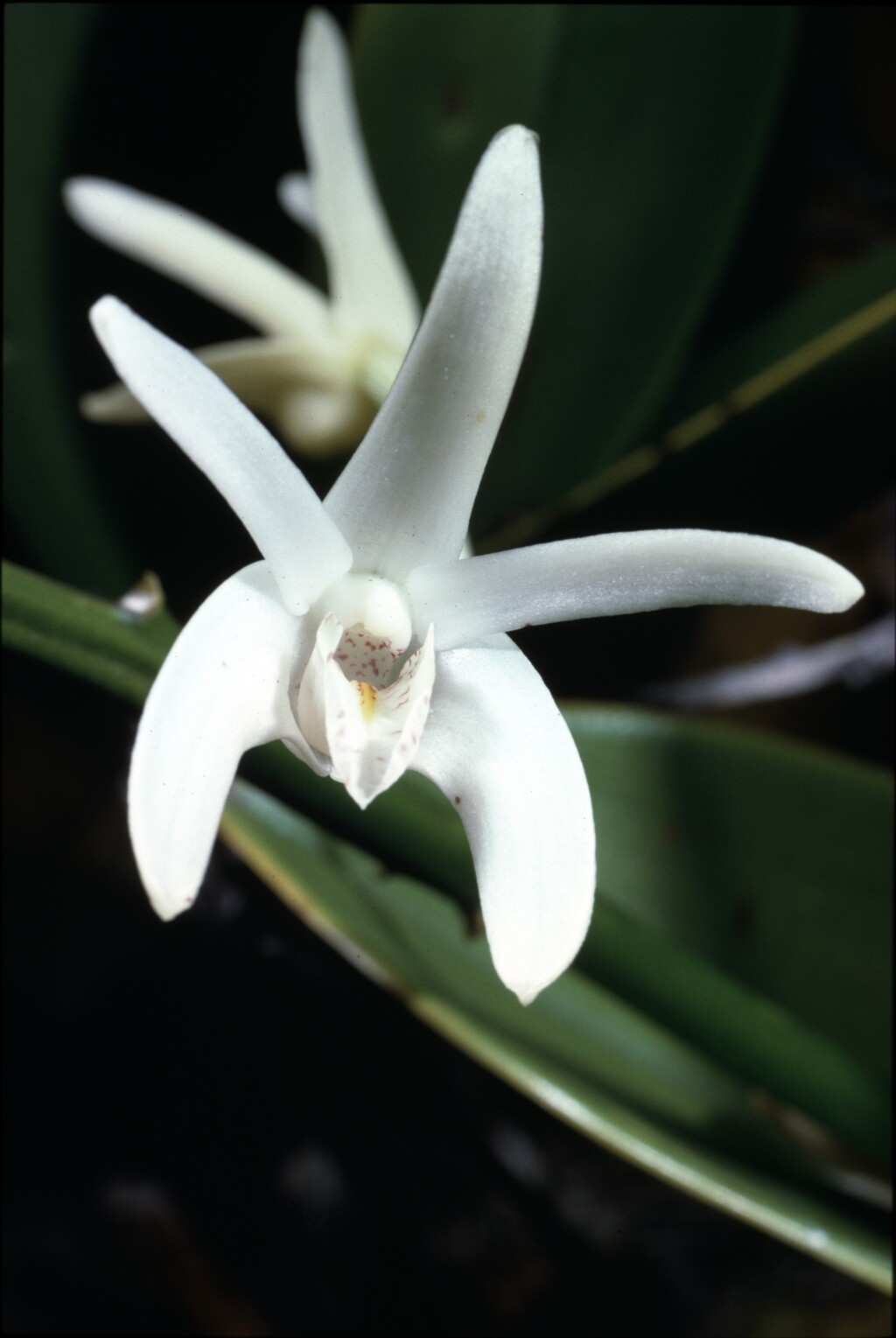 Dendrobium speciosum (hero image)