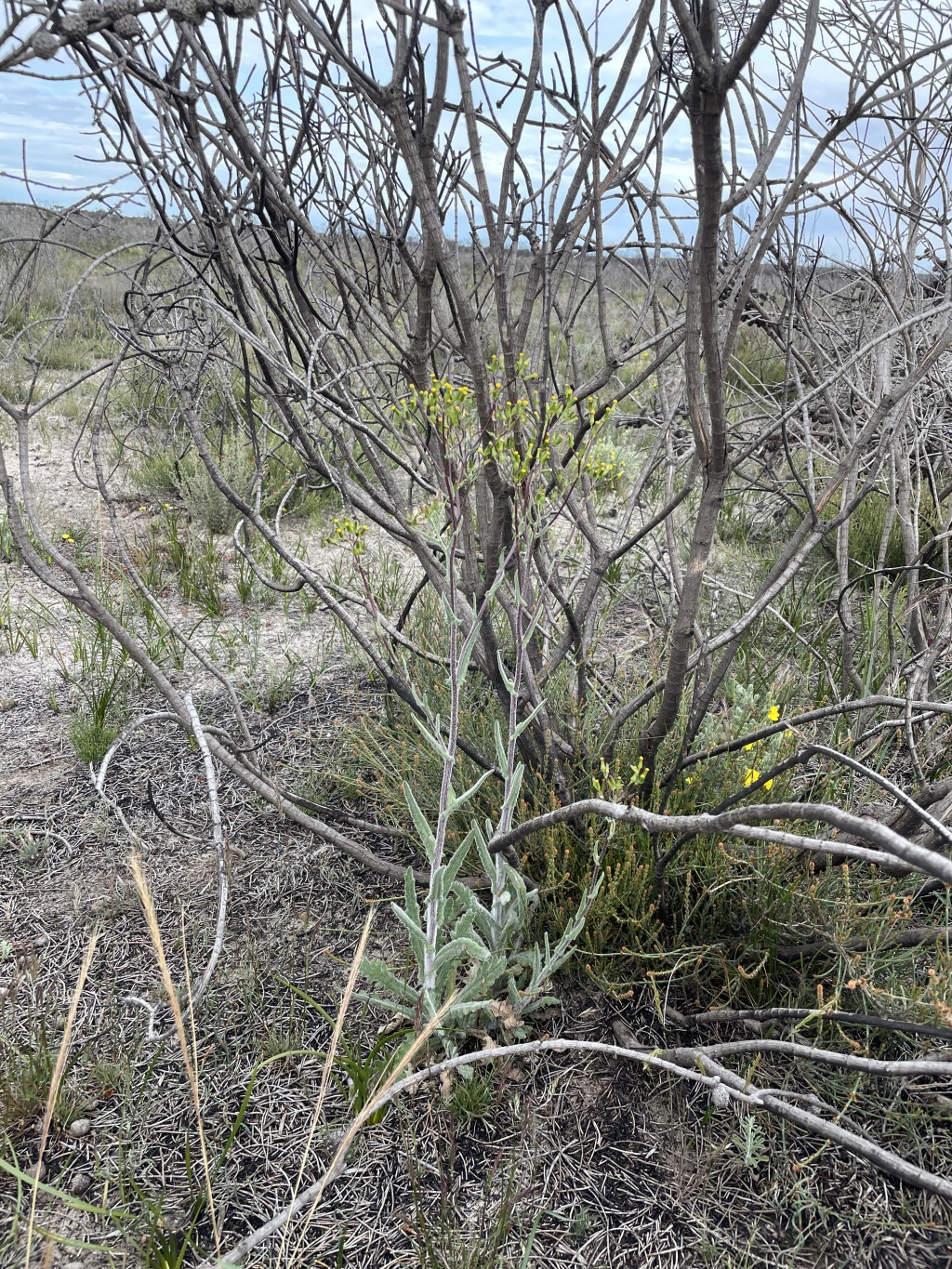 Senecio hispidissimus (hero image)