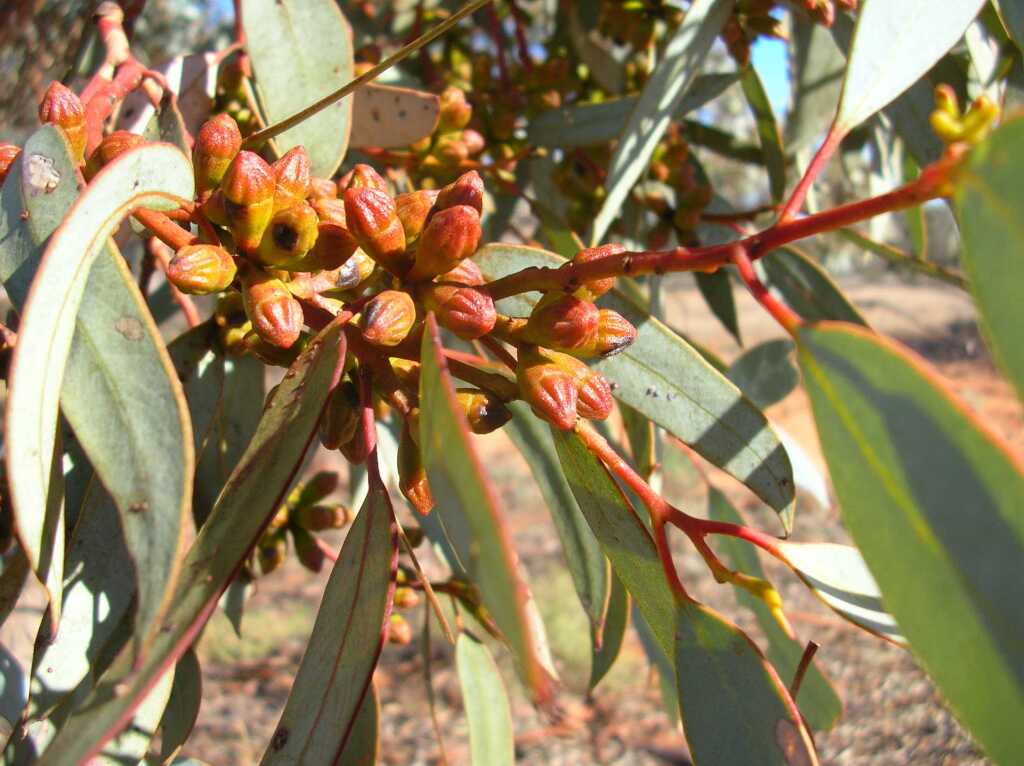 Eucalyptus cyanophylla (hero image)