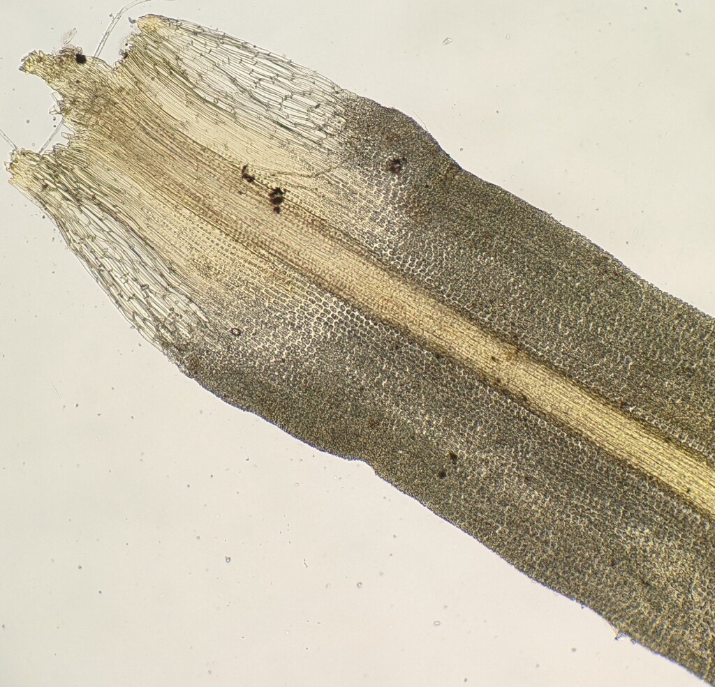 Barbula (hero image)