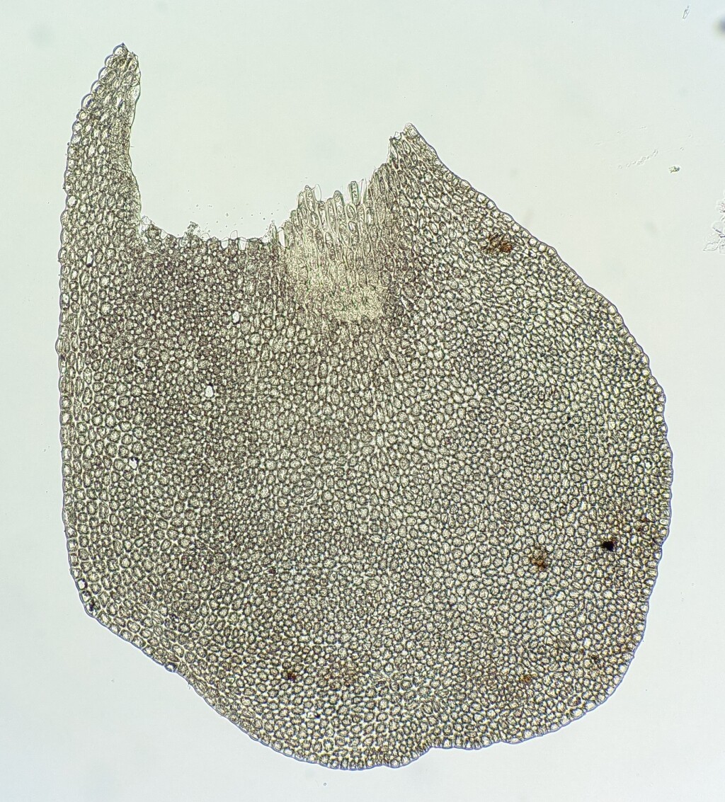 Plagiochilaceae (hero image)