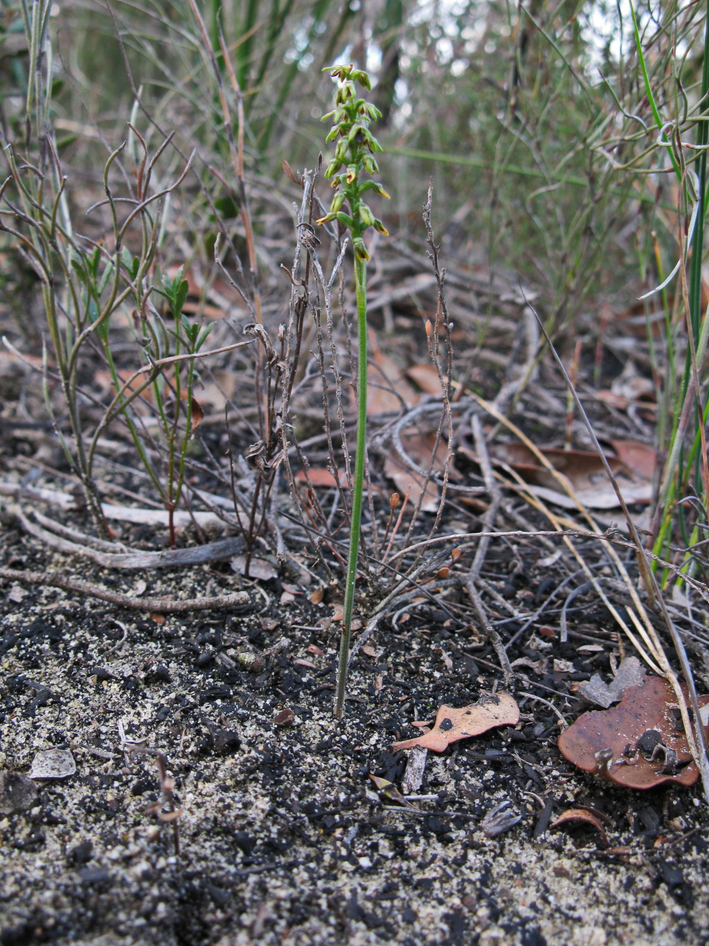 Corunastylis (hero image)