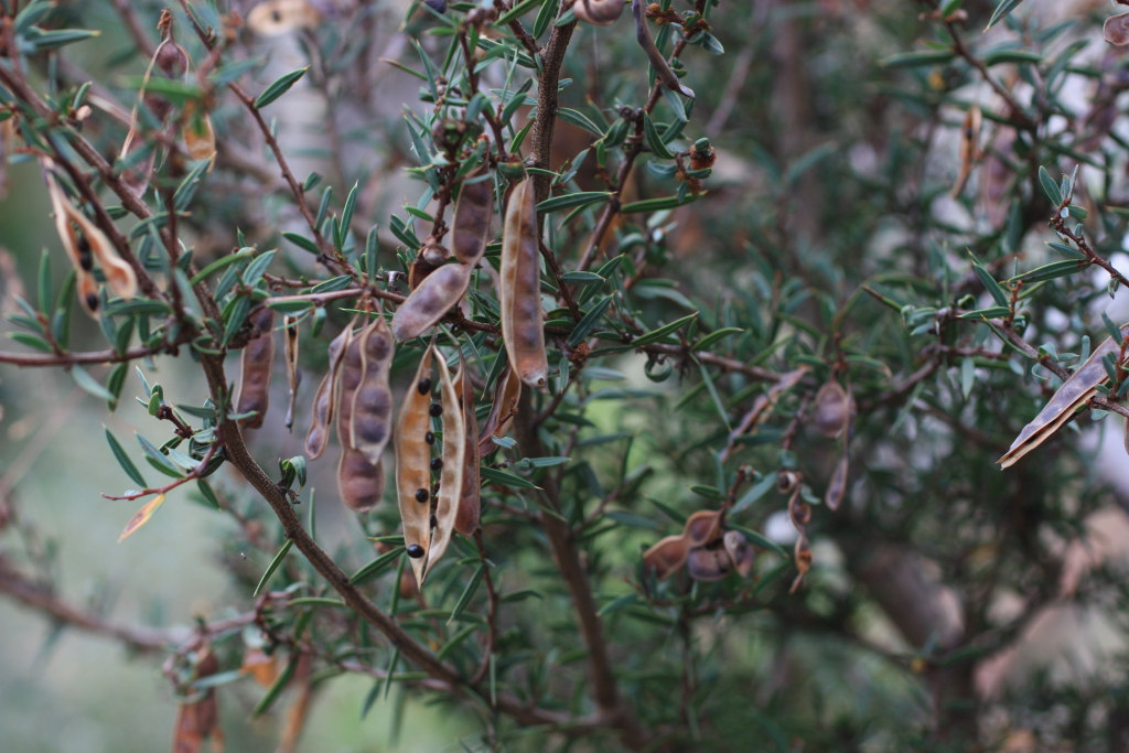 Acacia siculiformis (hero image)