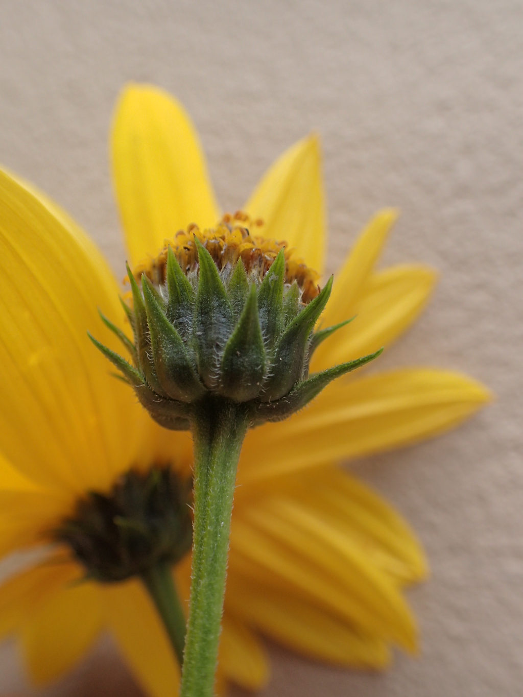 Helianthus tuberosus (hero image)