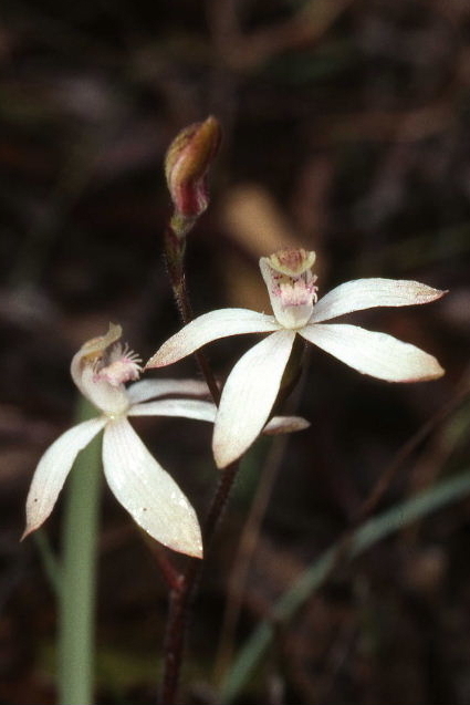 Caladenia praecox (hero image)