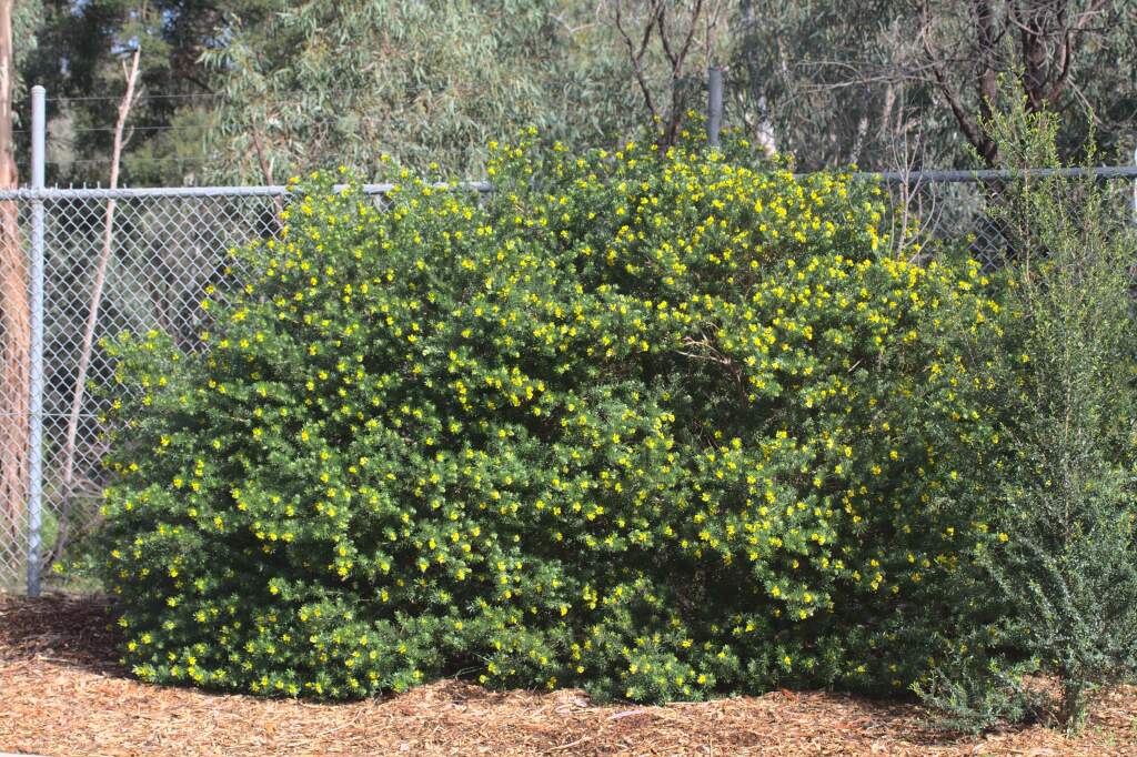 Genista linifolia (hero image)