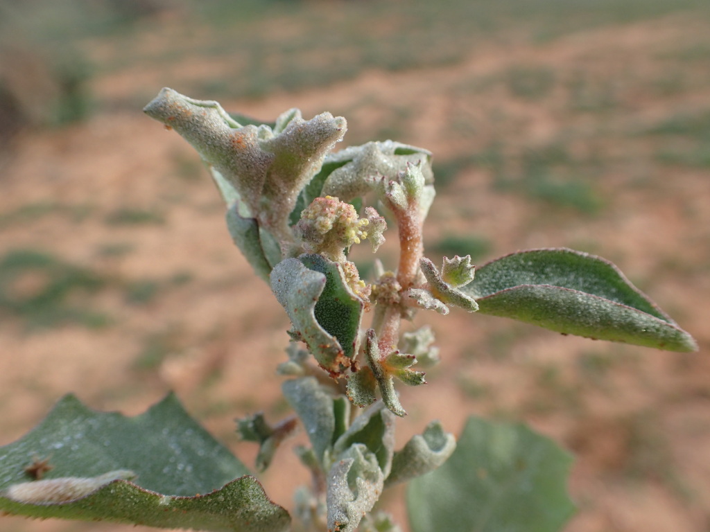 Atriplex limbata (hero image)