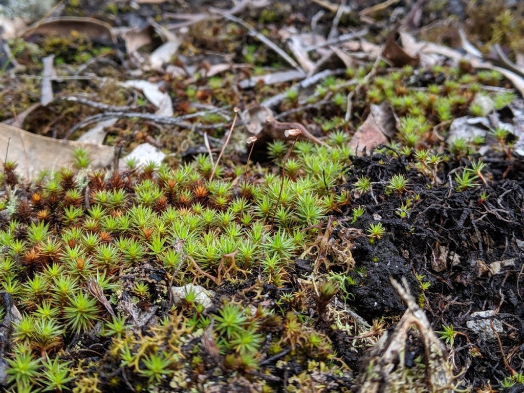 Polytrichum (hero image)