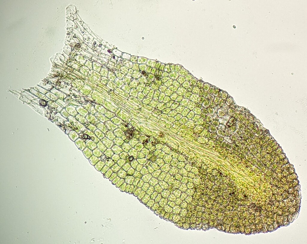 Encalyptaceae (hero image)