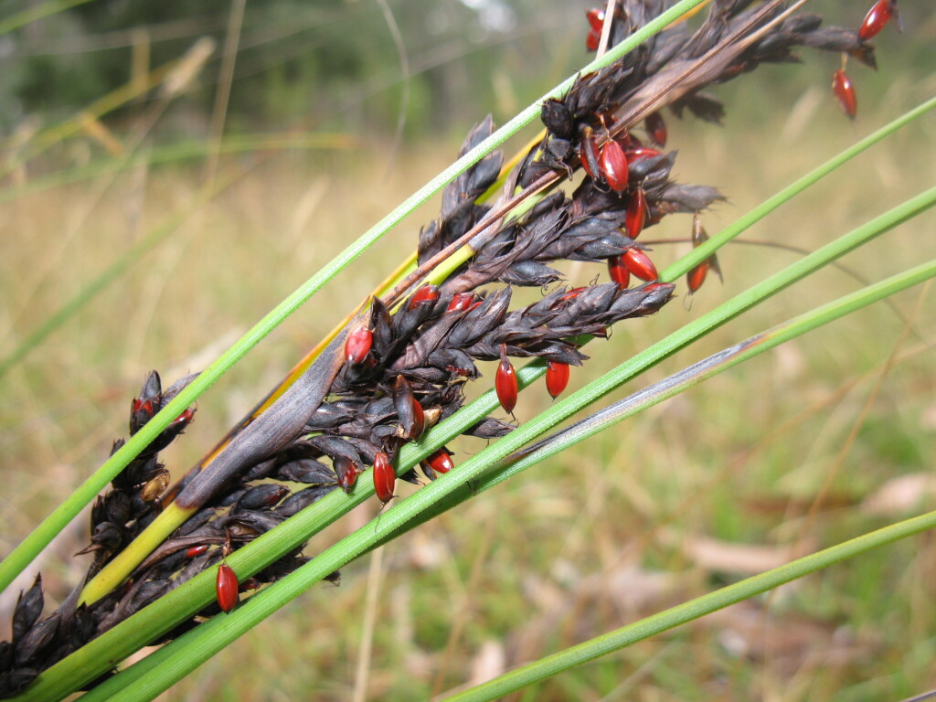 Gahnia subaequiglumis (hero image)